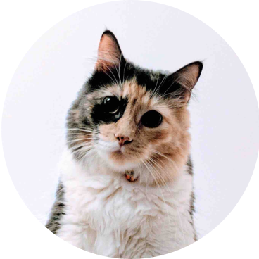 ノルウェージャンフォレストキャット