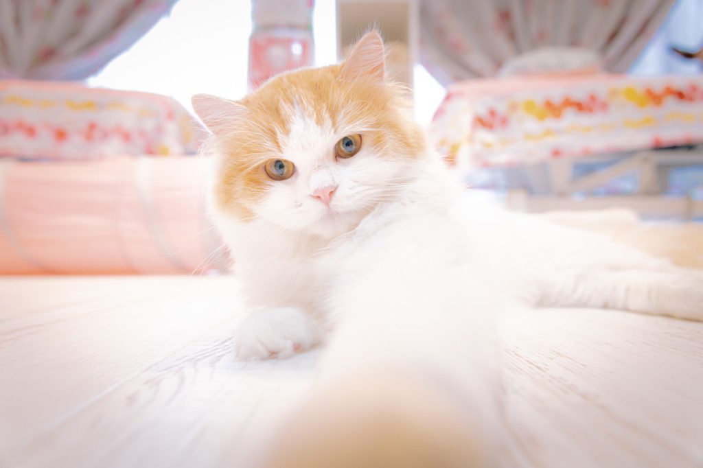 きなこ（メインクーン）