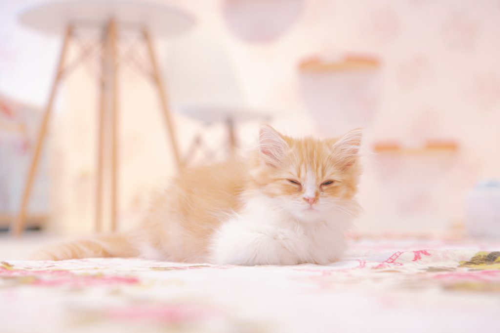きなこ（メインクーン）