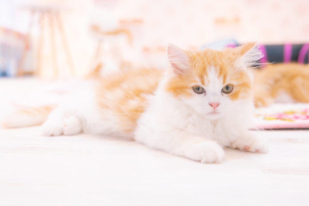 きなこ（メインクーン）