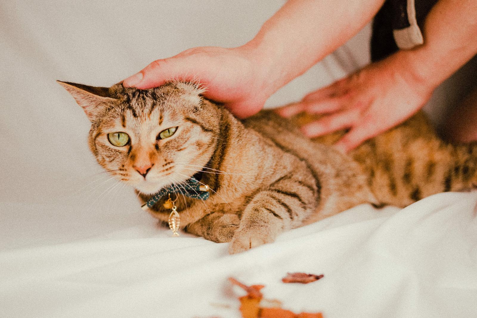 猫にまつわるヒーリング効果とは！？プレゼントキャンペーンも実施中♪